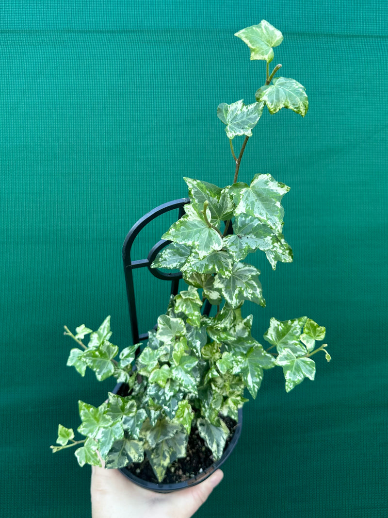 Hedera Ivy ‘Helix Camouflage’ NEW
