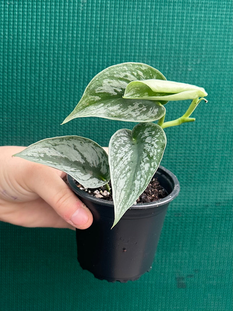 Schindapus Pictus Exotica