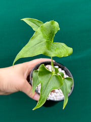 Anthurium ferrierense crisped NEW