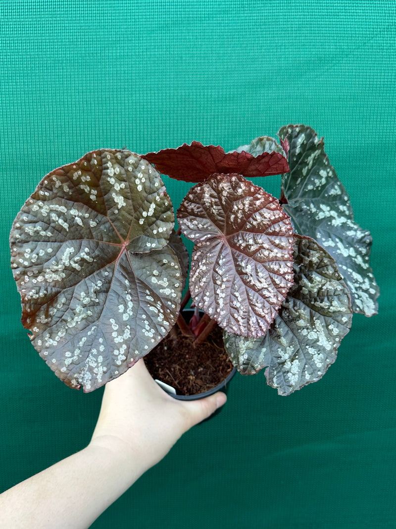 Begonia ‘Silver Galaxy’