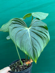 Philodendron ‘Pastazanum’