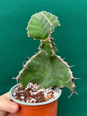 Euphorbia grandialata
