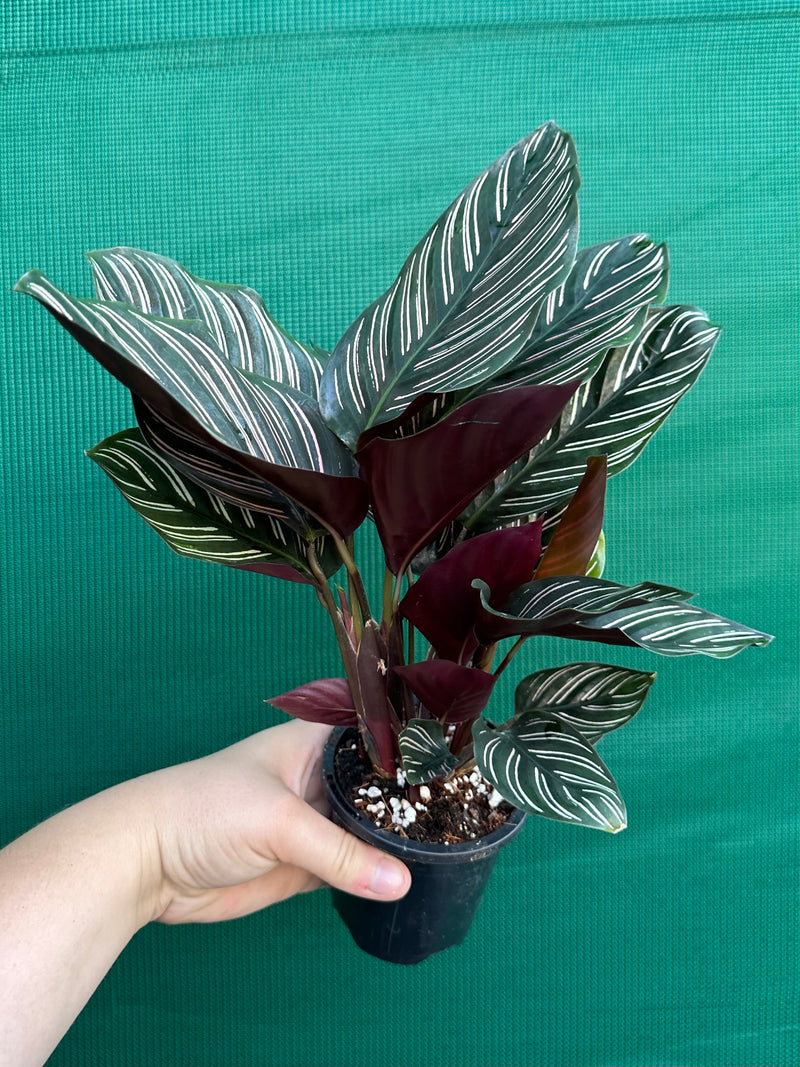 Calathea ‘Sanderiana Beauty’