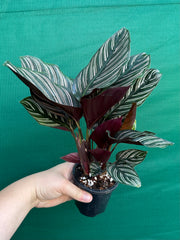 Calathea ‘Sanderiana Beauty’