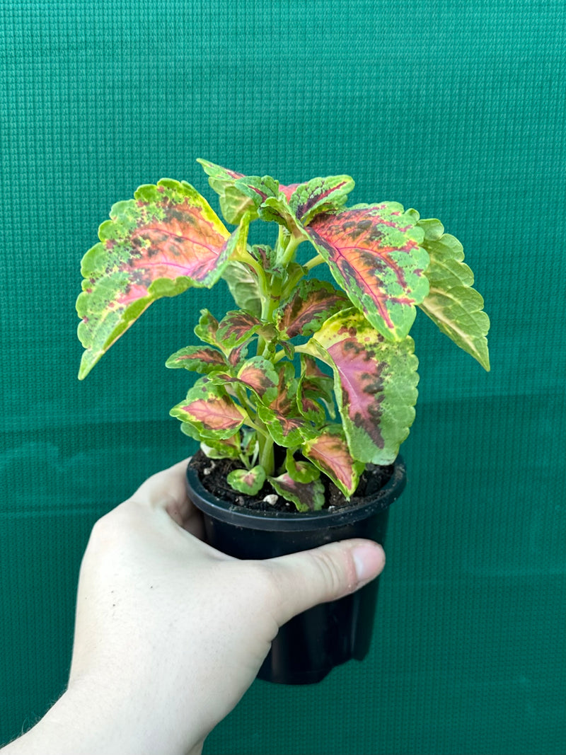 Coleus NOID 6