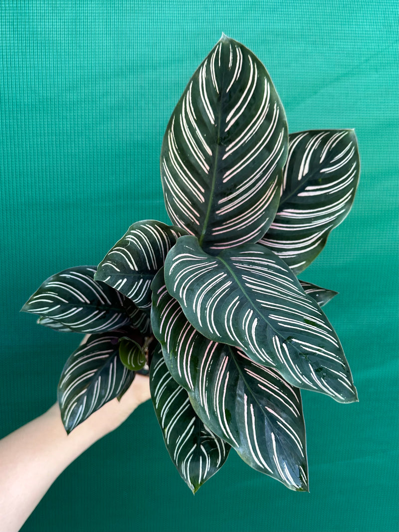 Calathea ‘Sanderiana Beauty’