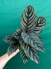 Calathea ‘Sanderiana Beauty’
