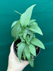 Epipremnum Pinnatum Cebu Blue