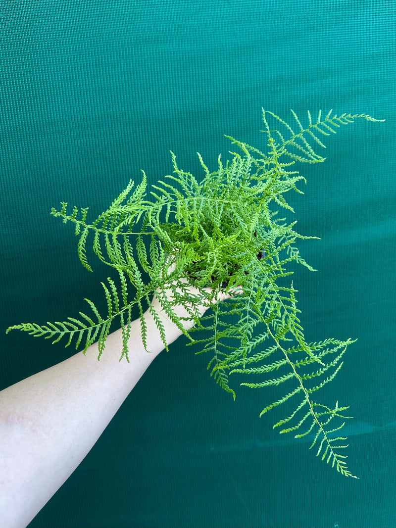 Pteris Fern Unknown 2