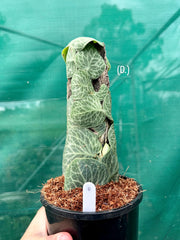 Rhaphidophora Cryptantha NEW