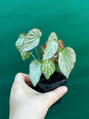 Begonia NOID NEW