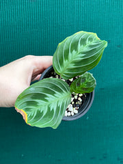 Maranta NOID