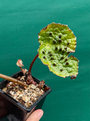 Begonia ferox