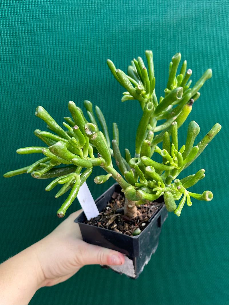 Crassula ovata ‘Skinny Fingers’ NEW