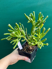 Crassula ovata ‘Skinny Fingers’ NEW