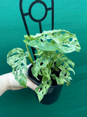 Monstera adansonii (Mottled Variegation) NEW