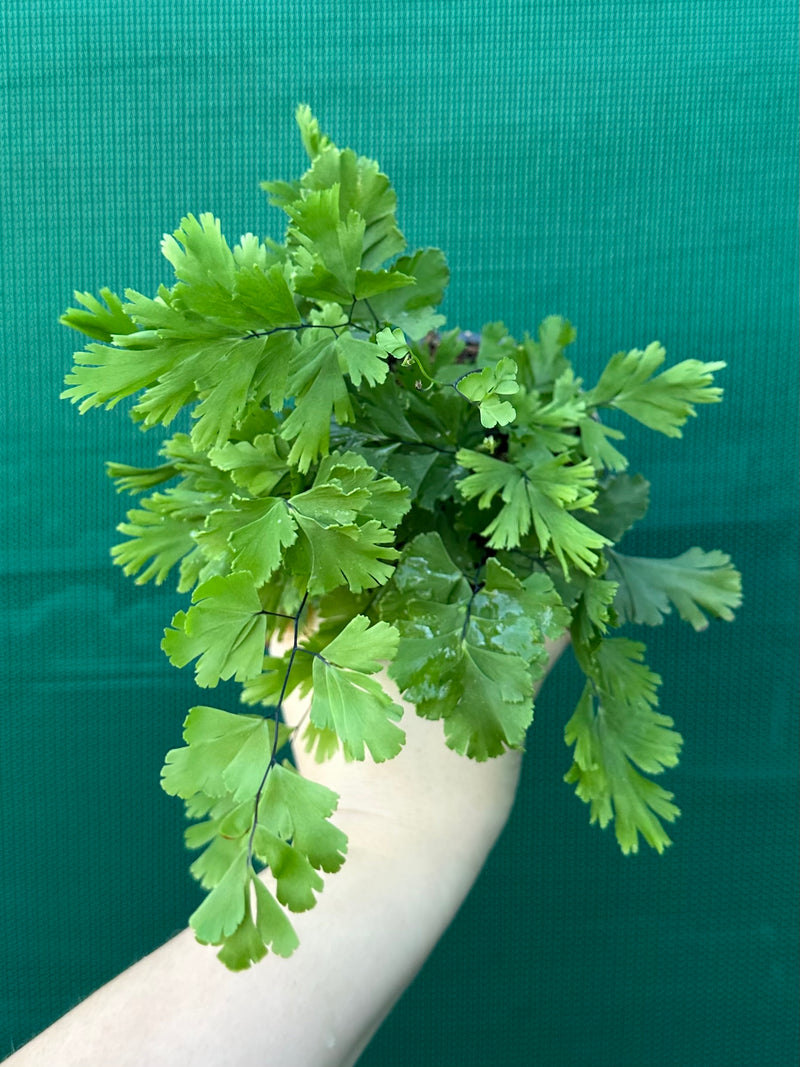 Adiantum unknown 4