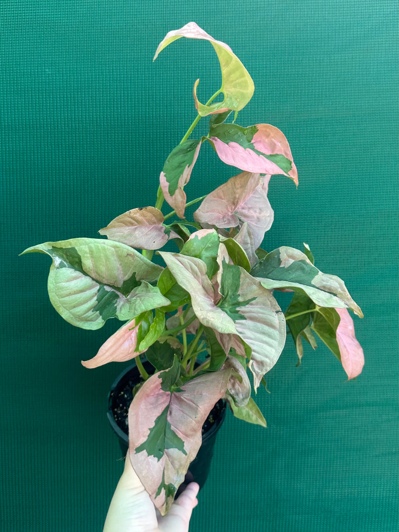 Syngonium ‘Beauty’