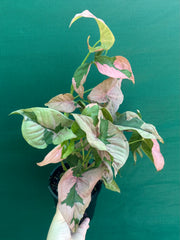 Syngonium ‘Beauty’