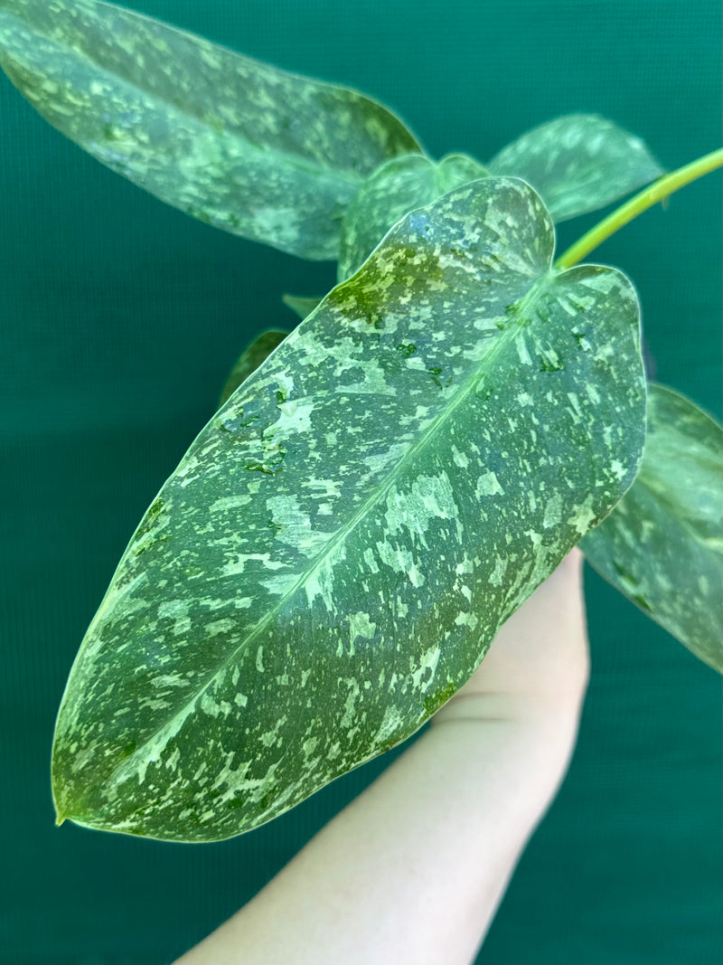 Philodendron ’Jose Buono’ (not tc)