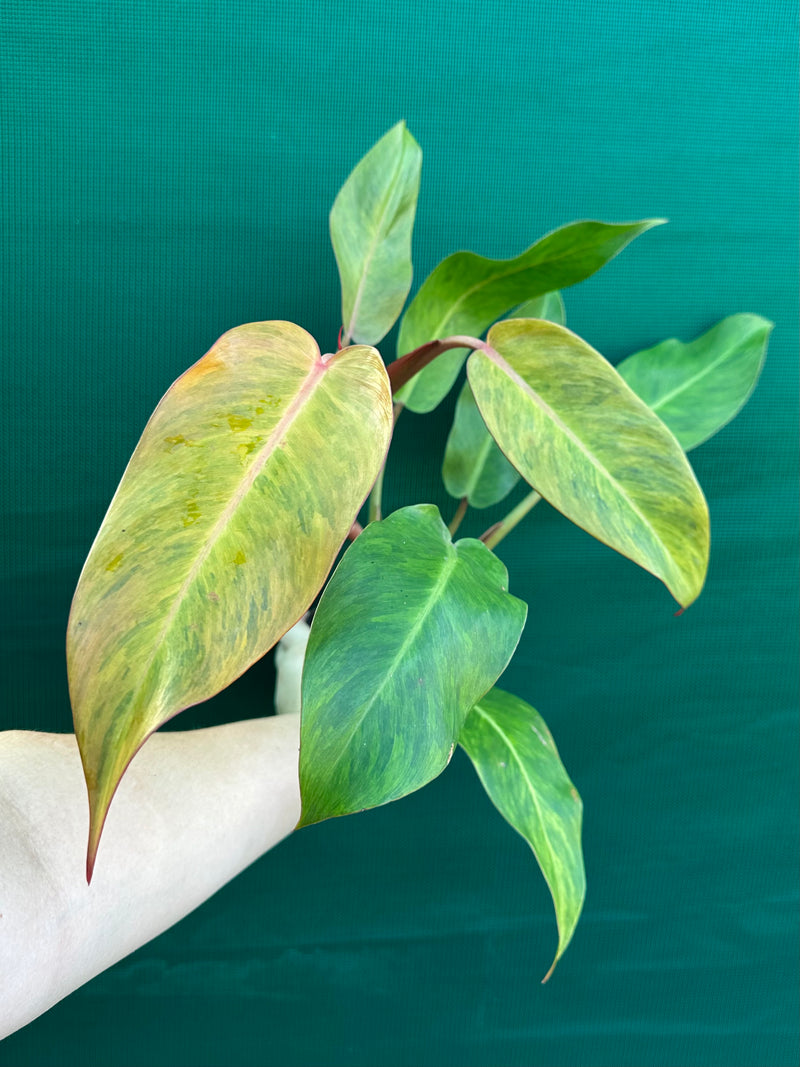 Philodendron ‘Autumn Queen’