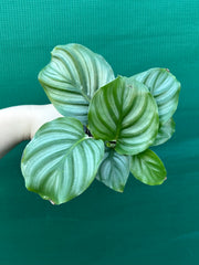 Calathea ‘Orbifolia’