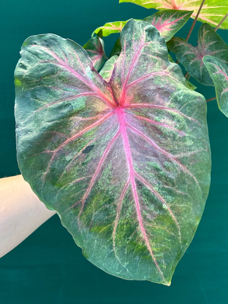 Caladium NOID 4 NEW