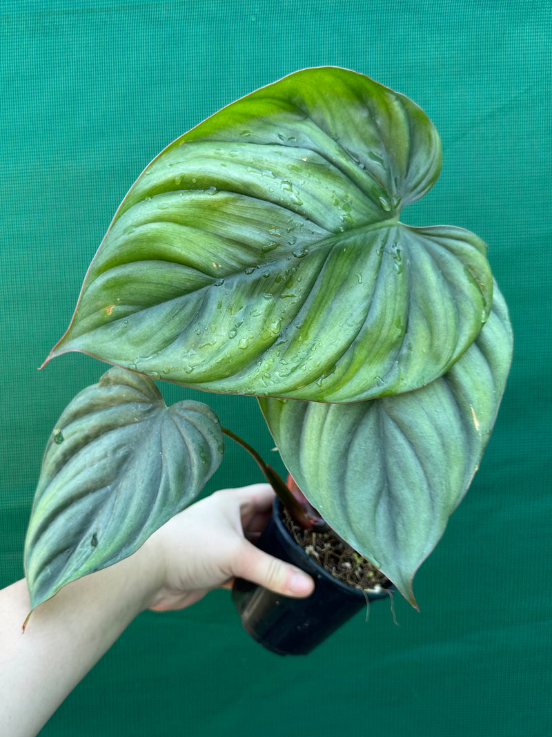 Philodendron ‘El Guapo’ NEW