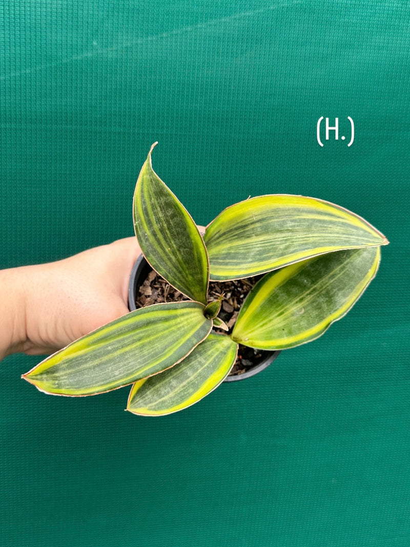 masoniana variegata NEW