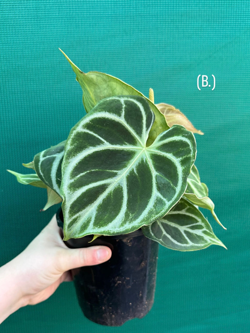 Anthurium crystallinum hybrid NEW