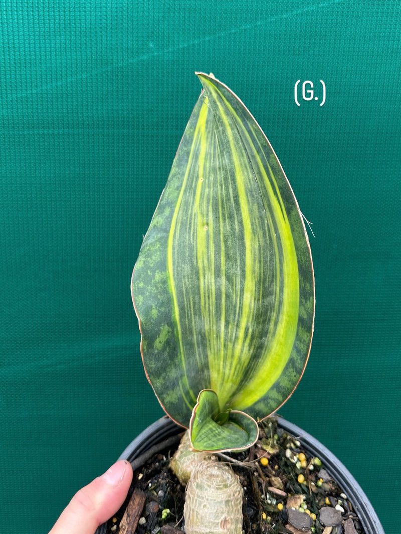 masoniana variegata NEW