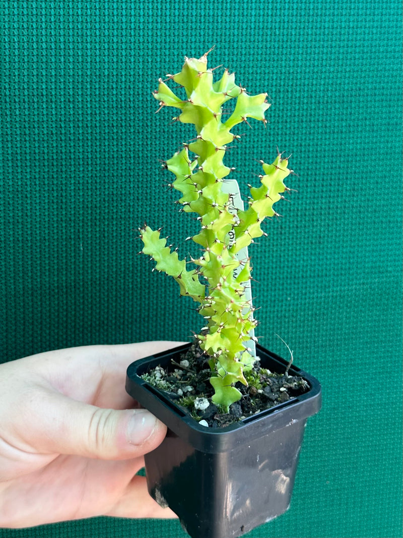 Euphorbia wakefielii NEW