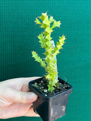 Euphorbia wakefielii NEW