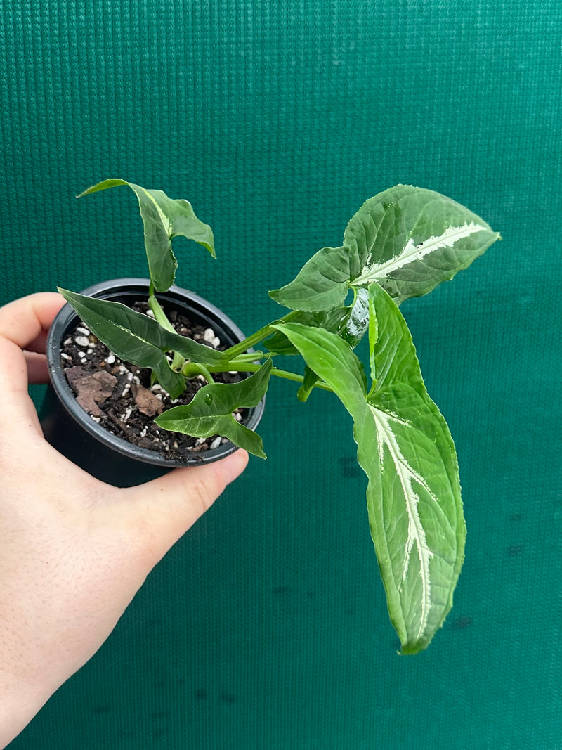 Syngonium ‘Wendlandii’