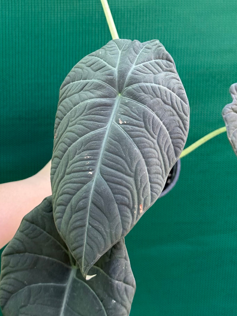 Alocasia ‘Inflos’ NEW