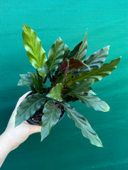 Calathea rufibarba NEW