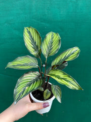 Calathea ‘Ornata’