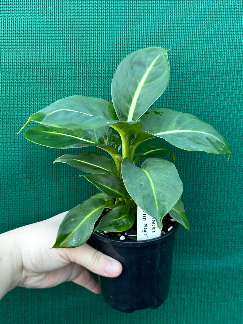 Dieffenbachia ‘Green Magic’ NEW