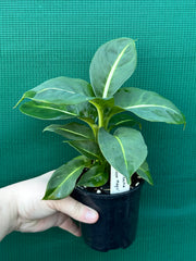 Dieffenbachia ‘Green Magic’ NEW