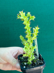 Euphorbia wakefielii NEW