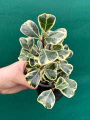 Ficus albo