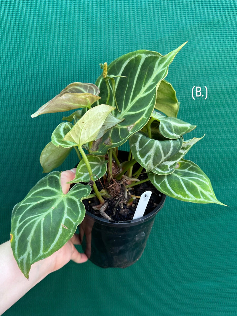 Anthurium crystallinum hybrid NEW