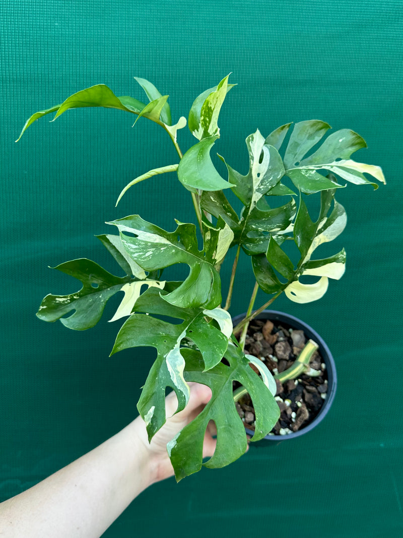 Rhaphidophora Tetrasperma Variegated