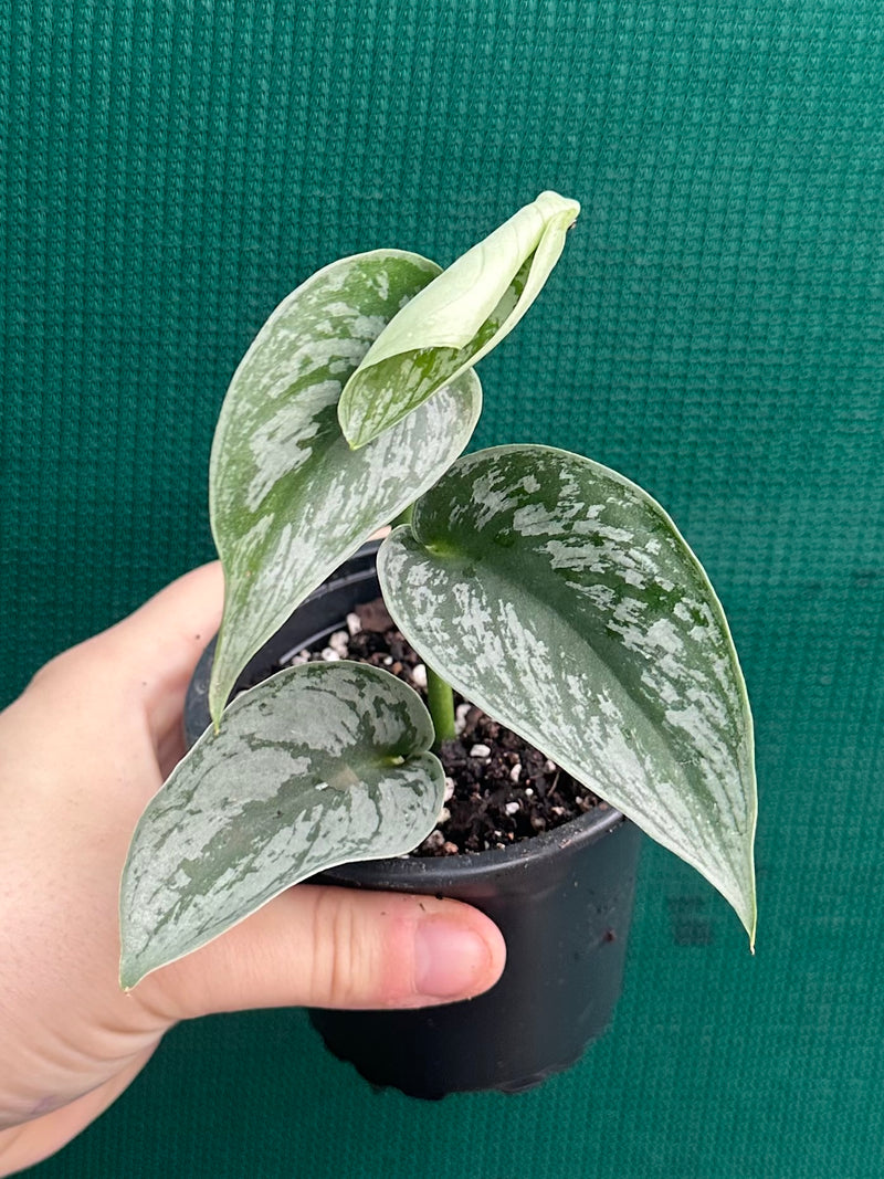 Schindapus Pictus Exotica