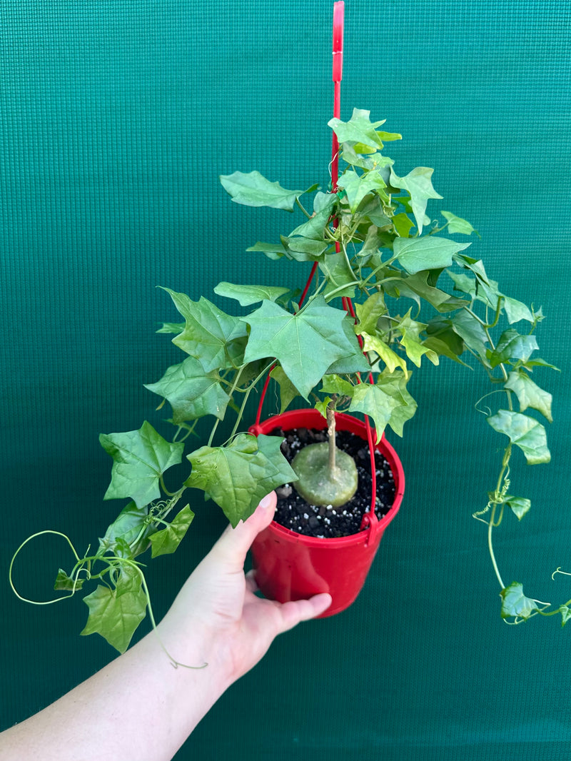 Gerrardanthus macrorhizus