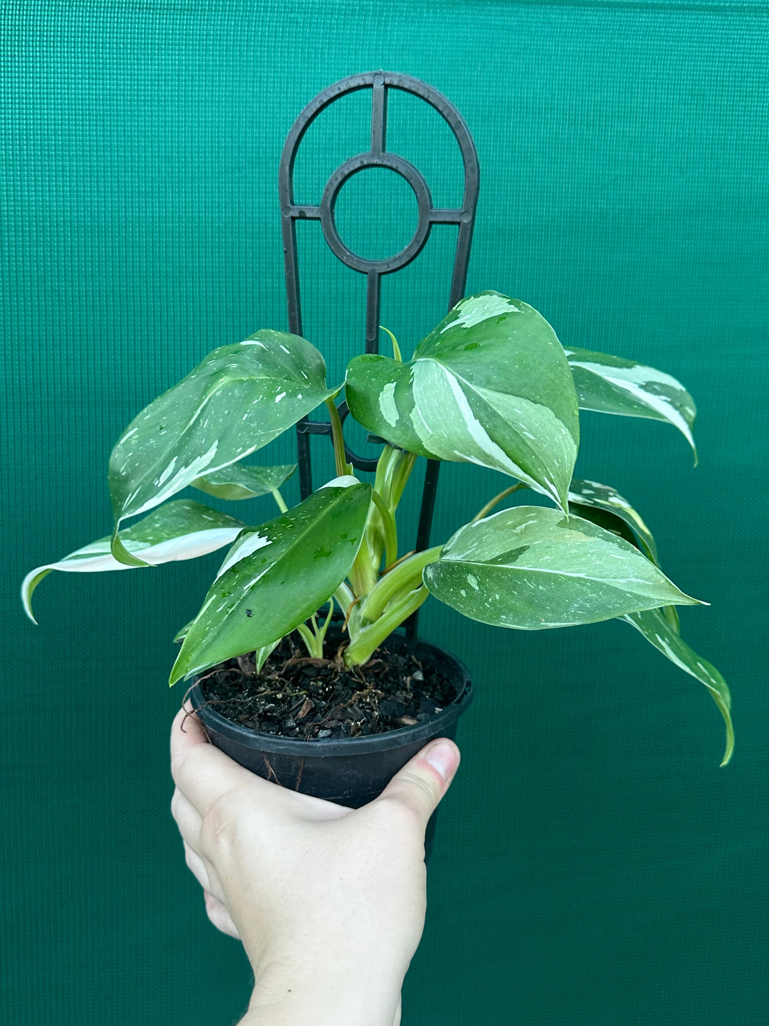philodendron white princess australia Philodendron 'White Princess'