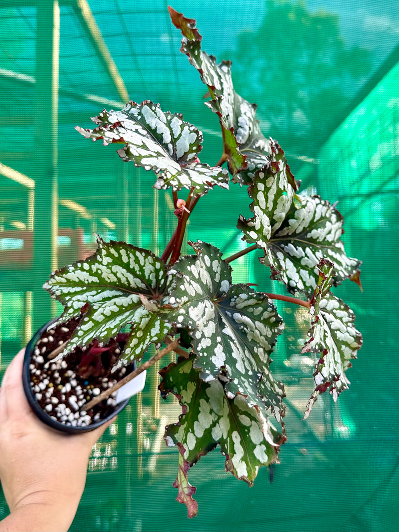 Begonia ‘Emerald Ice’