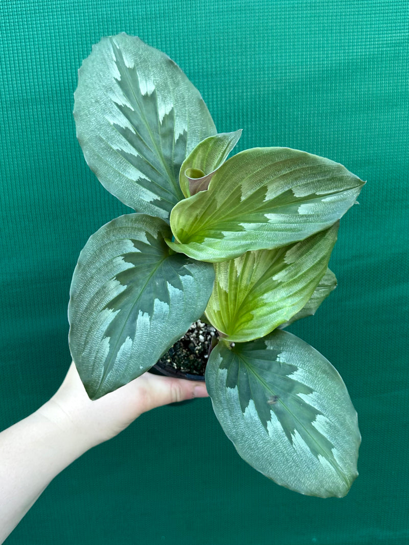 Kaempferia ‘Velvet Butterfly’ NEW