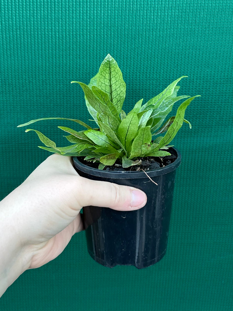 Microsorum musifolium ‘Crocodyllus’ NEW
