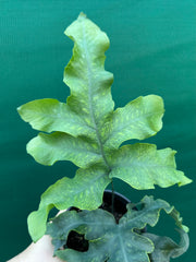 Phlebodium Aureum ‘Crisped Blue Fern’